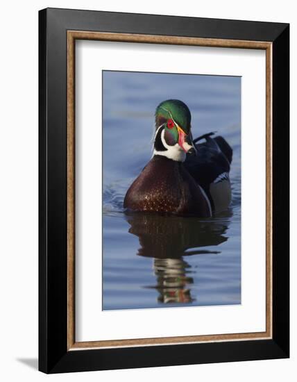 Wood Duck Drake-Ken Archer-Framed Photographic Print