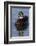 Wood Duck Drake-Ken Archer-Framed Photographic Print