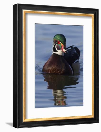 Wood Duck Drake-Ken Archer-Framed Photographic Print