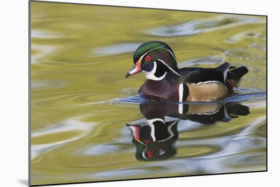 Wood Duck Drake-Ken Archer-Mounted Photographic Print