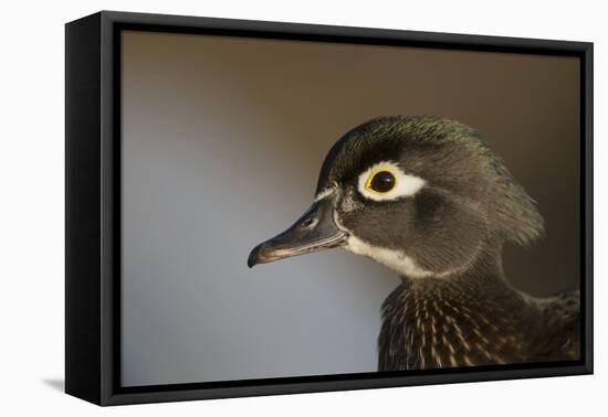 Wood duck female, close-up of head.-Richard Wright-Framed Premier Image Canvas