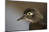 Wood duck female, close-up of head.-Richard Wright-Mounted Photographic Print