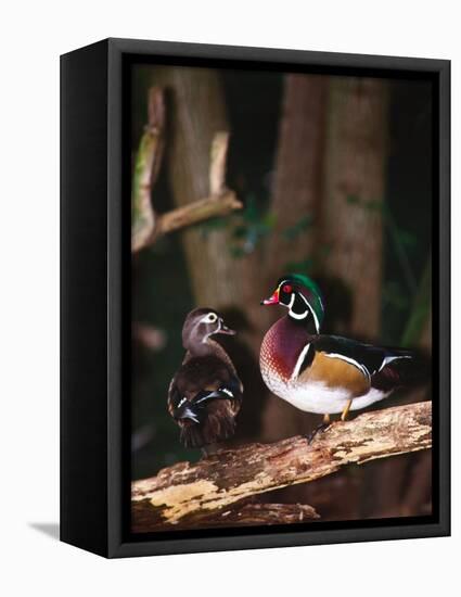 Wood Duck, Florida, USA-Charles Sleicher-Framed Premier Image Canvas