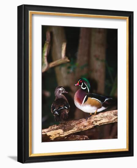 Wood Duck, Florida, USA-Charles Sleicher-Framed Photographic Print