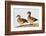 Wood Duck Male and Female on Log in Wetland, Marion, Illinois, Usa-Richard ans Susan Day-Framed Photographic Print