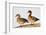 Wood Duck Male and Female on Log in Wetland, Marion, Illinois, Usa-Richard ans Susan Day-Framed Photographic Print