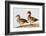 Wood Duck Male and Female on Log in Wetland, Marion, Illinois, Usa-Richard ans Susan Day-Framed Photographic Print