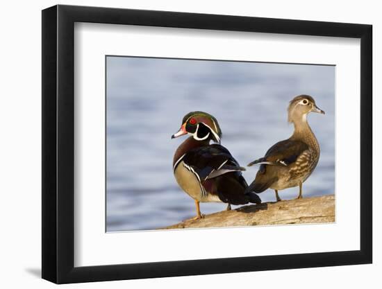 Wood Duck Male and Female on Log in Wetland, Marion, Illinois, Usa-Richard ans Susan Day-Framed Photographic Print