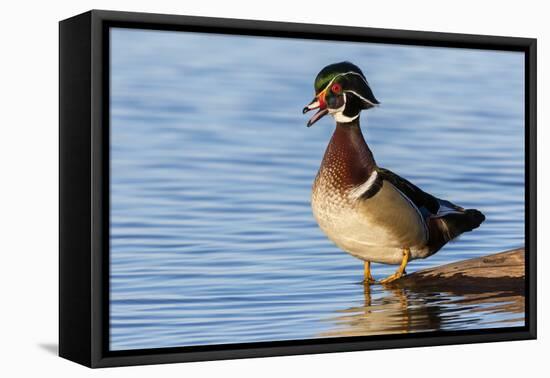 Wood duck male in wetland, Marion County, Illinois.-Richard & Susan Day-Framed Premier Image Canvas