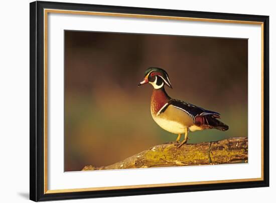 Wood Duck Male on Log in Wetland, Marion County, Illinois-Richard and Susan Day-Framed Photographic Print