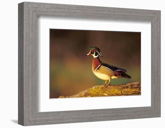 Wood Duck Male on Log in Wetland, Marion County, Illinois-Richard and Susan Day-Framed Photographic Print