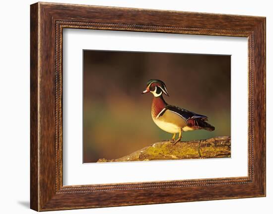 Wood Duck Male on Log in Wetland, Marion County, Illinois-Richard and Susan Day-Framed Photographic Print