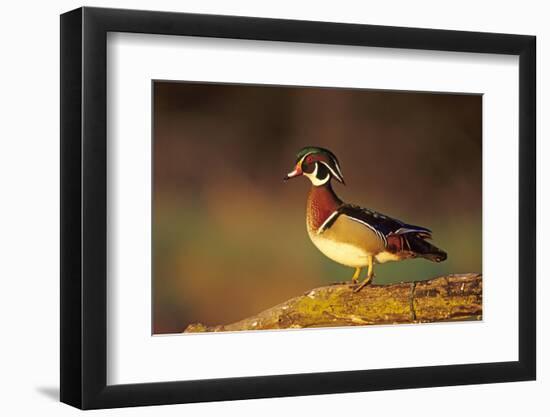 Wood Duck Male on Log in Wetland, Marion County, Illinois-Richard and Susan Day-Framed Photographic Print