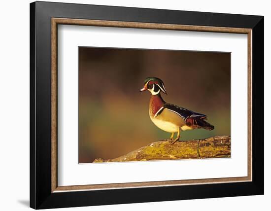 Wood Duck Male on Log in Wetland, Marion County, Illinois-Richard and Susan Day-Framed Photographic Print