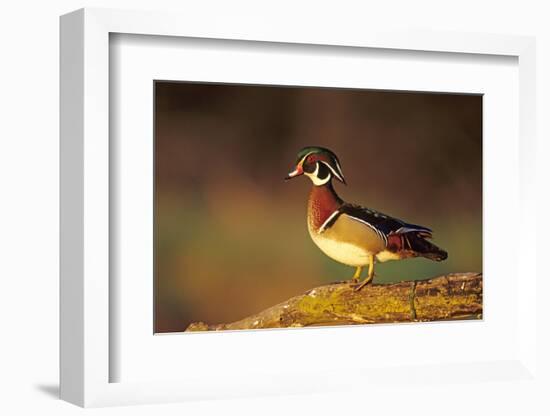 Wood Duck Male on Log in Wetland, Marion County, Illinois-Richard and Susan Day-Framed Photographic Print