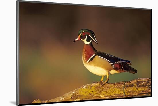 Wood Duck Male on Log in Wetland, Marion County, Illinois-Richard and Susan Day-Mounted Photographic Print