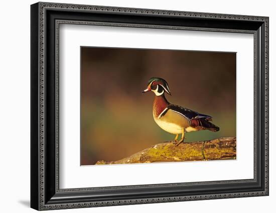 Wood Duck Male on Log in Wetland, Marion County, Illinois-Richard and Susan Day-Framed Photographic Print