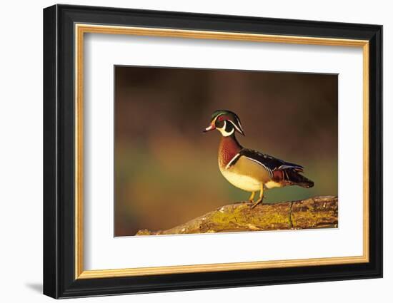 Wood Duck Male on Log in Wetland, Marion County, Illinois-Richard and Susan Day-Framed Photographic Print