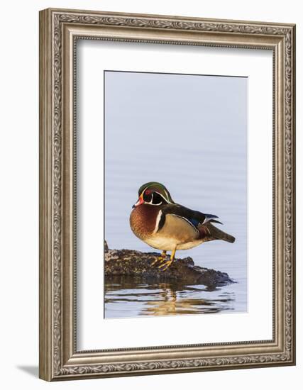 Wood duck male on log in wetland, Marion County, Illinois.-Richard & Susan Day-Framed Photographic Print