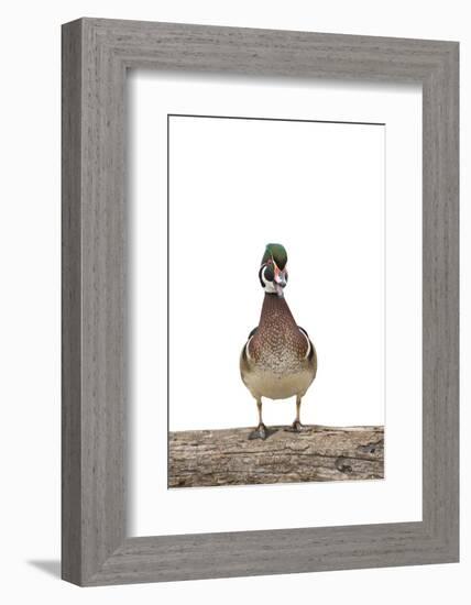 Wood Duck Male on White Background, Marion County, Illinois-Richard and Susan Day-Framed Photographic Print