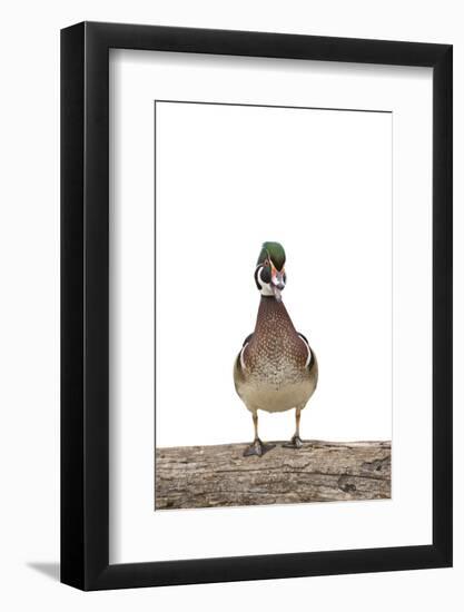 Wood Duck Male on White Background, Marion County, Illinois-Richard and Susan Day-Framed Photographic Print