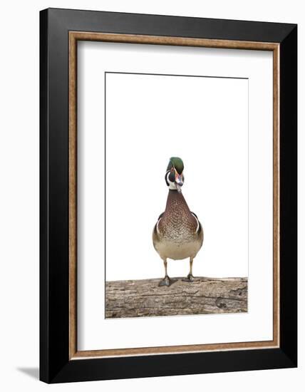 Wood Duck Male on White Background, Marion County, Illinois-Richard and Susan Day-Framed Photographic Print