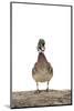 Wood Duck Male on White Background, Marion County, Illinois-Richard and Susan Day-Mounted Photographic Print