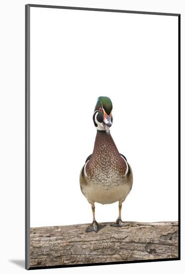 Wood Duck Male on White Background, Marion County, Illinois-Richard and Susan Day-Mounted Photographic Print