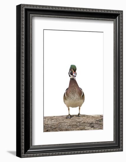 Wood Duck Male on White Background, Marion County, Illinois-Richard and Susan Day-Framed Photographic Print