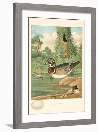 Wood Duck Nest and Eggs-null-Framed Art Print