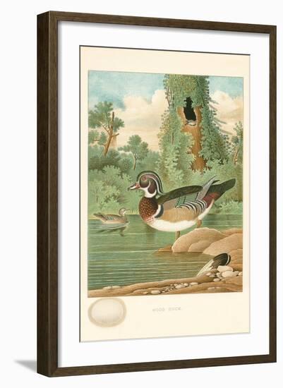 Wood Duck Nest and Eggs-null-Framed Art Print