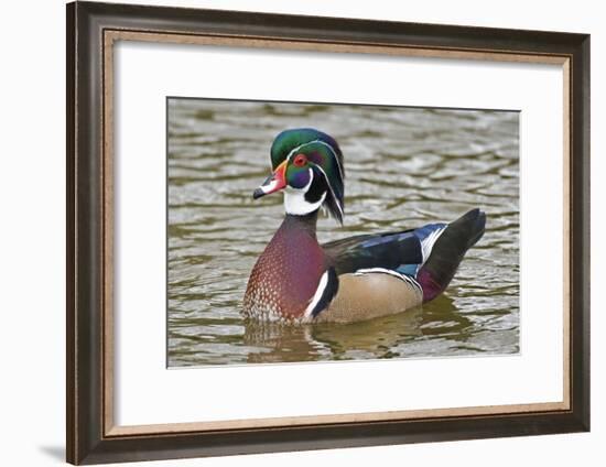 Wood Duck on a Lake-Clay Coleman-Framed Photographic Print