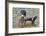 Wood Duck on a Lake-Clay Coleman-Framed Photographic Print