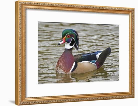 Wood Duck on a Lake-Clay Coleman-Framed Photographic Print