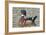 Wood Duck on a Lake-Clay Coleman-Framed Photographic Print