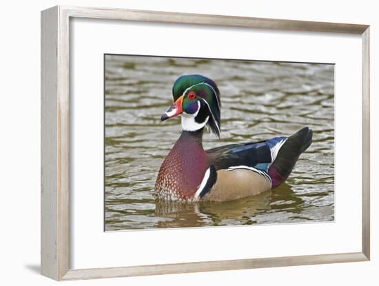 Wood Duck on a Lake-Clay Coleman-Framed Photographic Print