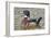 Wood Duck on a Lake-Clay Coleman-Framed Photographic Print