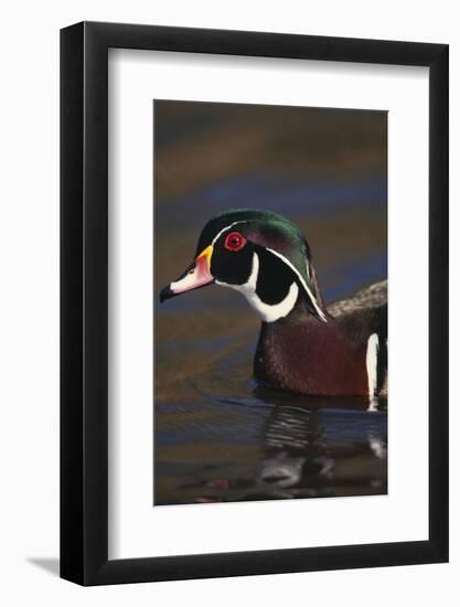 Wood Duck on Water-DLILLC-Framed Photographic Print