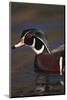 Wood Duck on Water-DLILLC-Mounted Photographic Print