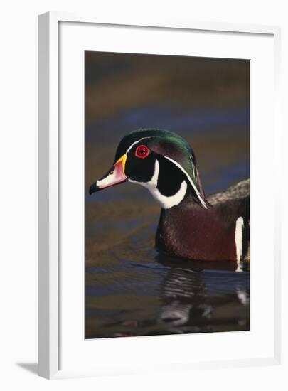 Wood Duck on Water-DLILLC-Framed Photographic Print