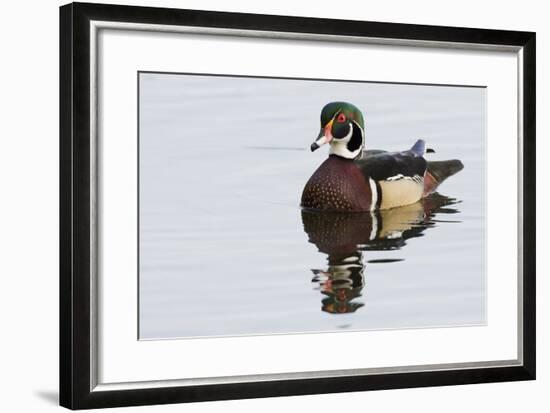 Wood Duck-Ken Archer-Framed Photographic Print