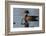 Wood Duck-Ken Archer-Framed Photographic Print