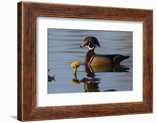 Wood Duck-Ken Archer-Framed Photographic Print