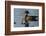 Wood Duck-Ken Archer-Framed Photographic Print