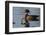 Wood Duck-Ken Archer-Framed Photographic Print