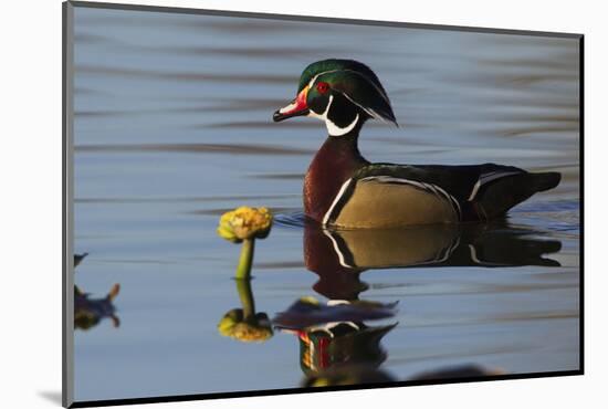 Wood Duck-Ken Archer-Mounted Photographic Print