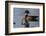 Wood Duck-Ken Archer-Framed Photographic Print