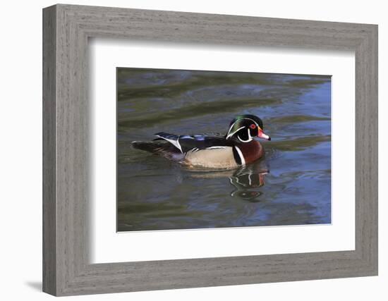 Wood Duck-Lynn M^ Stone-Framed Photographic Print