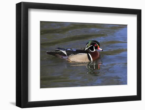 Wood Duck-Lynn M^ Stone-Framed Photographic Print