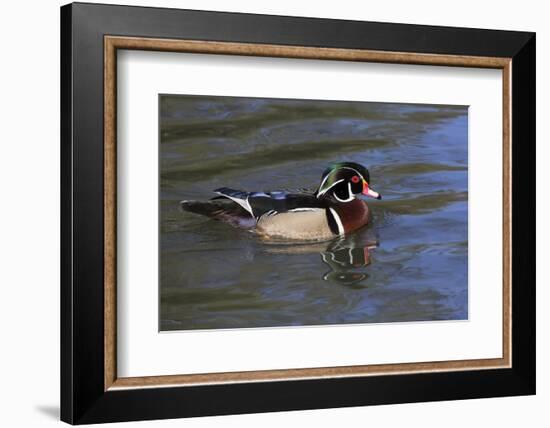 Wood Duck-Lynn M^ Stone-Framed Photographic Print